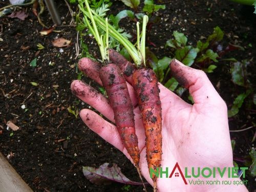 Cách trồng cà rốt đỏ
