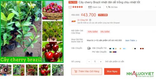 Cây giống Cherry brazil bán tại Shopee