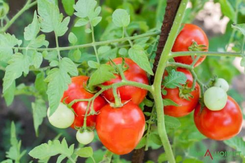 Mẹo trồng cà chua hữu ích