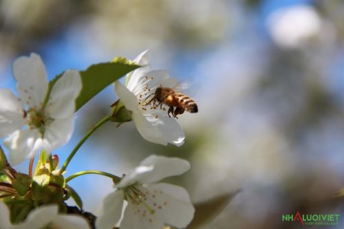 Thu hút ong thụ phấn cho cây Cherry