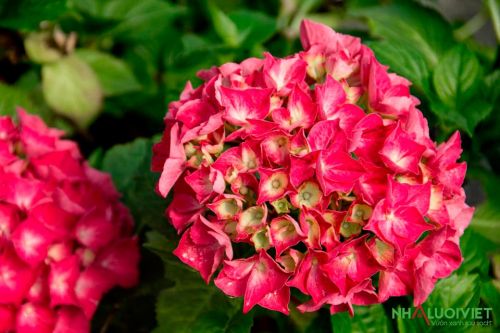 Hoa cẩm tú cầu màu đỏ