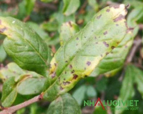 Biểu hiện bệnh thán thư ở lá cây lựu