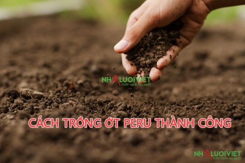 Chuẩn bị đất trồng ớt Peru