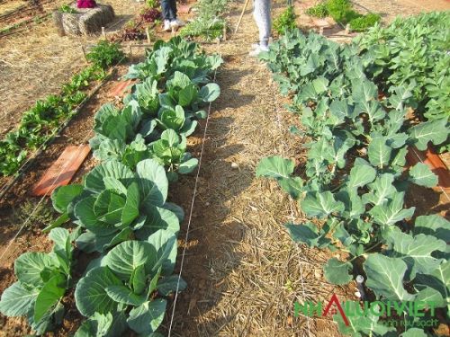 Cách trồng bông cải xanh