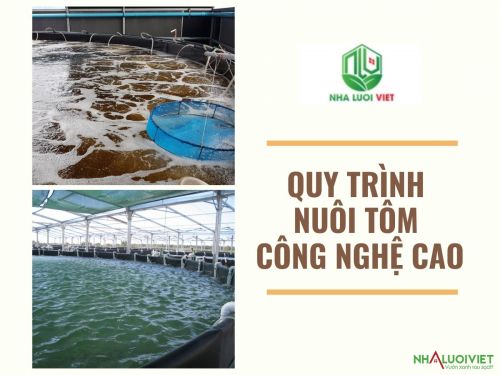 Quy trình nuôi tôm công nghệ cao