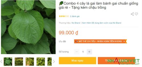 Cây lá gai giống bán tại Lazada