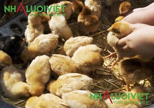 Bệnh nhiễm khuẩn salmonella