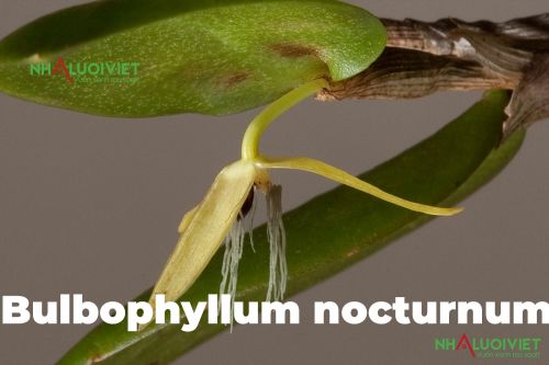 Bulbophyllum nocturnum