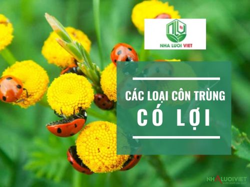 Tìm hiêu các loại côn trùng có lợi cho cây trồng