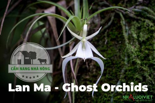 Hoa lan ma (Ghost Orchids)
