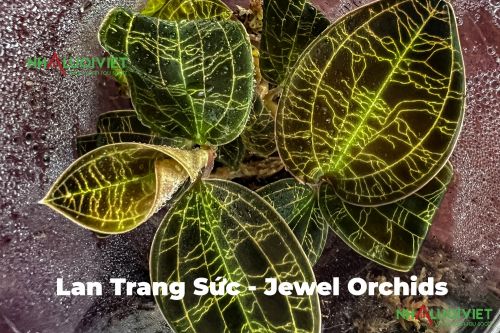 Lan Trang Sức - Jewel Orchids