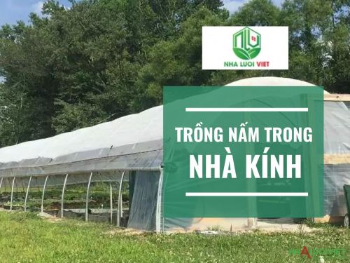 Nhà kính trồng nấm mang lại nhiều lợi ích