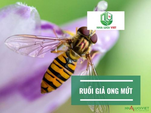 Ruồi giả ong mứt