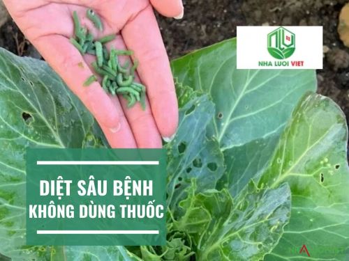 Bắt sâu hại bằng tay