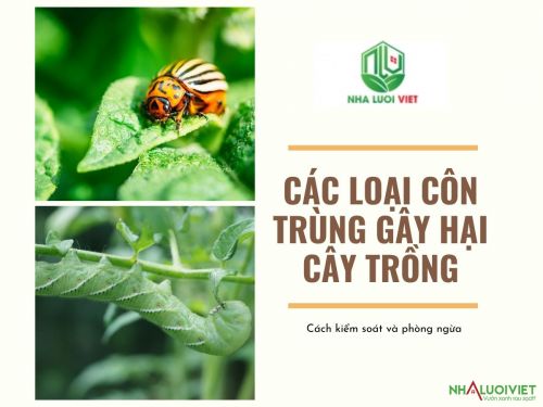 Côn trùng gây hại cây trồng