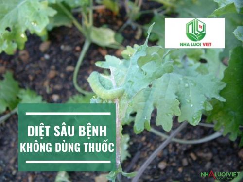 Cách diệt sâu bệnh không dùng thuốc