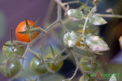 Điều trị bệnh cháy lá ở cà chua