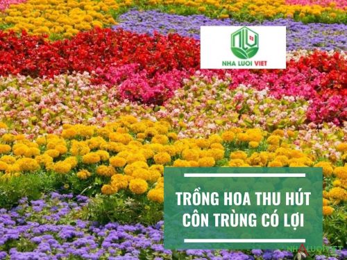 Trồng hoa để thu hút côn trùng có lợi