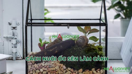 Tạo môi trường sống cho ốc sên