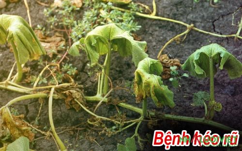 Cây dưa leo đang xanh bị héo rũ