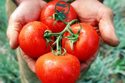 Hướng dẫn từng bước trồng cà chua từ hạt