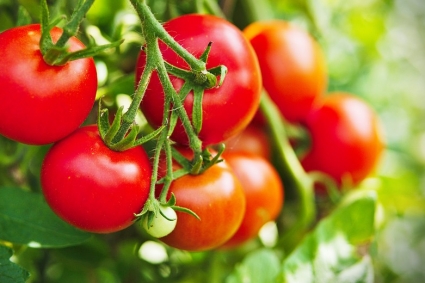 Làm thế nào để xác định, kiểm soát và ngăn ngừa bệnh cháy lá trên cà chua của bạn