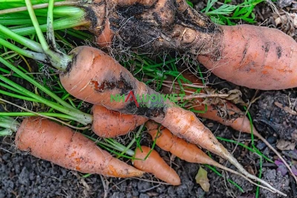 Kiểm soát bệnh thối rễ ở cà rốt