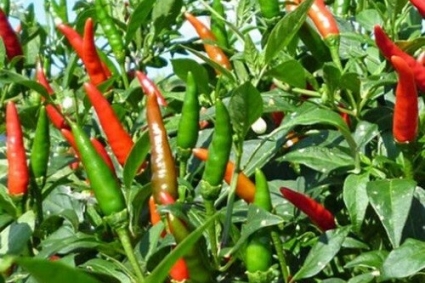 6 mẹo bảo vệ cây ớt khỏi thời tiết lạnh giá
