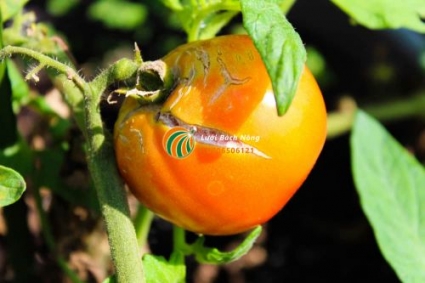 Tại sao cà chua bị nứt vỏ và cách ngăn chặn nó.