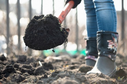 Cách cải tạo đất cát trồng rau