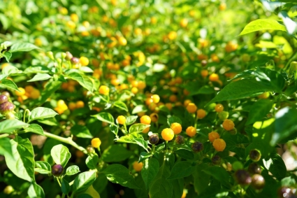 Cách trồng ớt Charapita