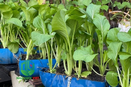 Cách trồng cải ngọt vào mùa mưa